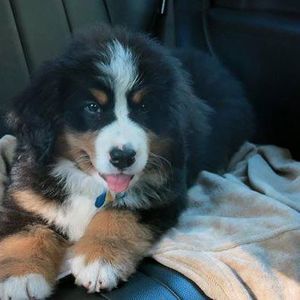 Meet your Posher, Lois